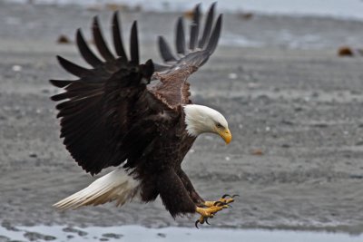 Bald Eagle