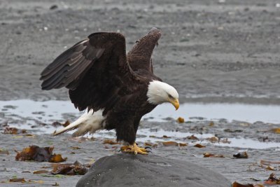 Bald Eagle