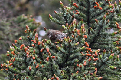Sooty Fox Sparrow (Kodiak Island)