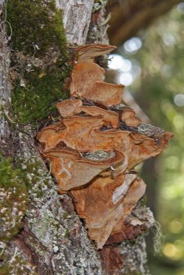 Bracket Fungi