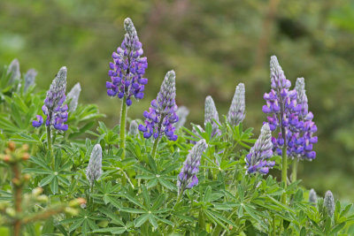 Lupine