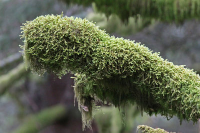 Moss Figure