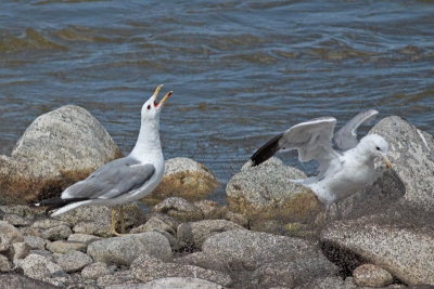 California Gulls with Brine Flies