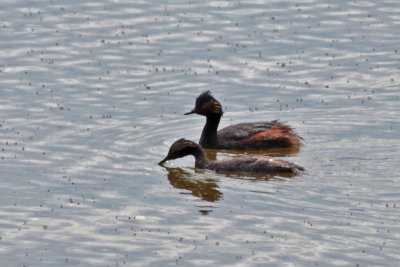 Eared Grebes