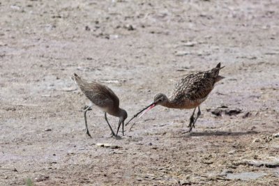 Willet and Long-billed Curlew