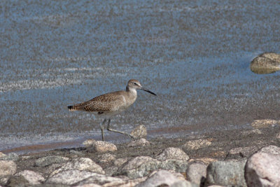 Willet, surrounded by  brine flies!
