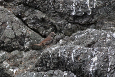 Song Sparrow (Alaska)