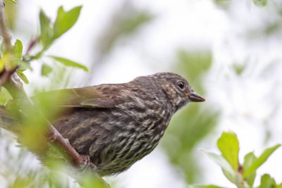 Song Sparrow (Alaska)