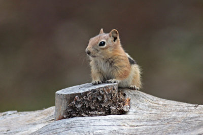 Gold-mantled Ground Squirrel