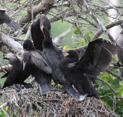 Neotropic Cormorant feeding