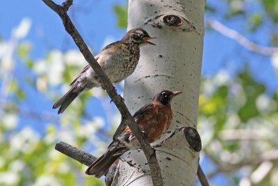 American Robins