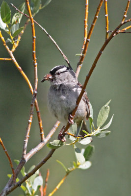 White-crowned Sparrow