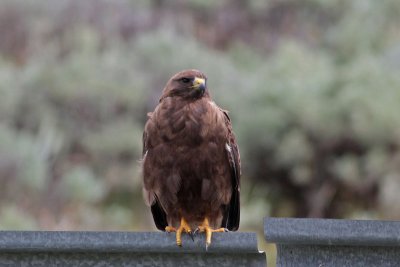 Swainson's Hawk, Dark Morph