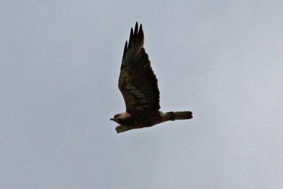 Swainson's Hawk, Dark Morph