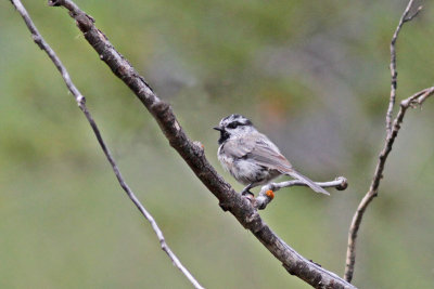 Mountain Chickadee