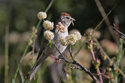 Chipping Sparrow