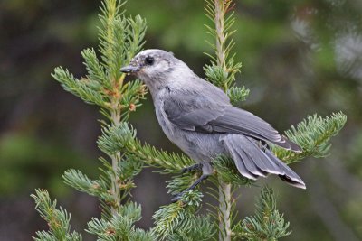 Canada Jay