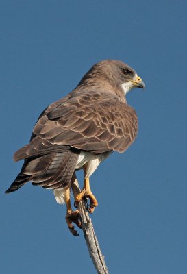 Swainson's Hawk