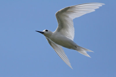 Manu o Ku (White Tern)