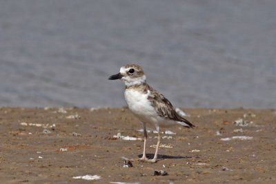 Wilson's Plover