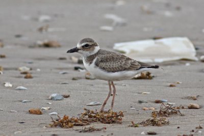 Wilson's Plover