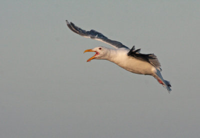 Western Gull