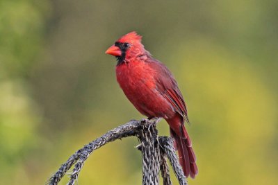 Northern Cardinal