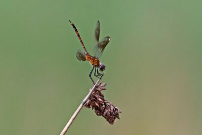 Four-spotted Pennant