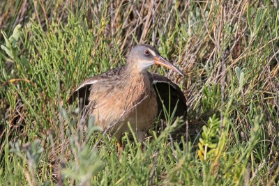 Clapper Rail