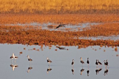 American Avocets and Black-necked Stilts watching Peregrine Falcon