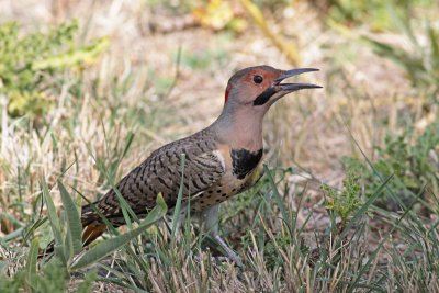 Northern Flicker (Yellow-shafted)