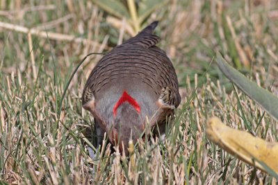 Northern Flicker (Yellow-shafted)