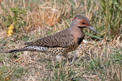 Northern Flicker (Yellow-shafted)