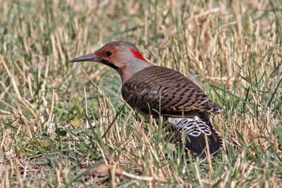 Northern Flicker (Yellow-shafted)