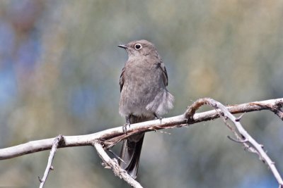 Townsend's Solitaire