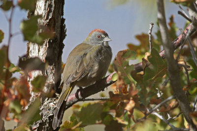 Green-tailed Towhee