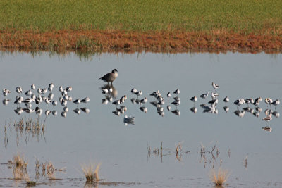 Reflections: Avocets, Canada Goose