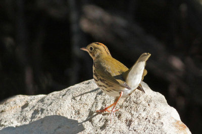 Ovenbird