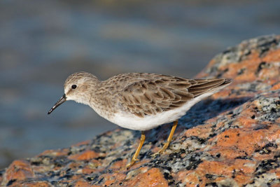 Least Sandpiper