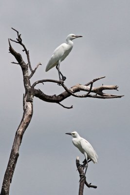 Juvenile Cattle Egrets