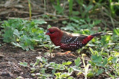 Red Avadavat