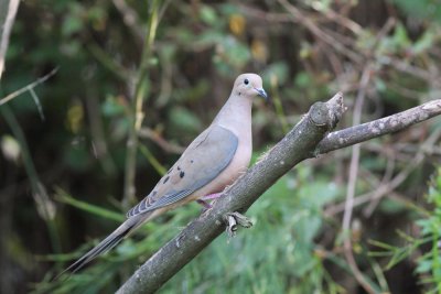 Mourning Dove