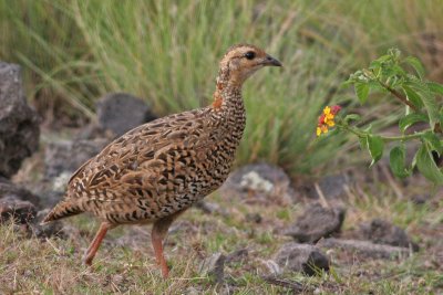 Black Francolin