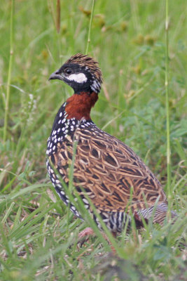 Black Francolin