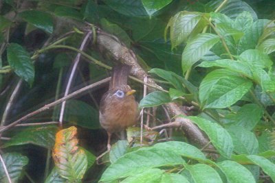 Hwamei (Melodious Laughing-thrush)