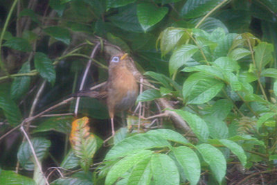 Hwamei (Melodious Laughing-thrush)