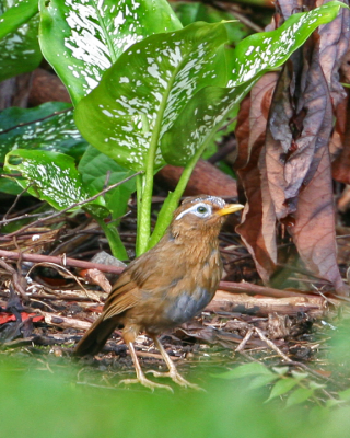 Hwamei (Melodious Laughing-thrush)