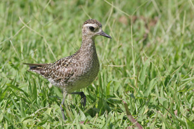 Kolea (Pacific Golden-plover)