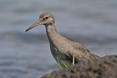 `Ulili (Wandering Tattler)