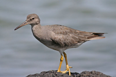 `Ulili (Wandering Tattler)